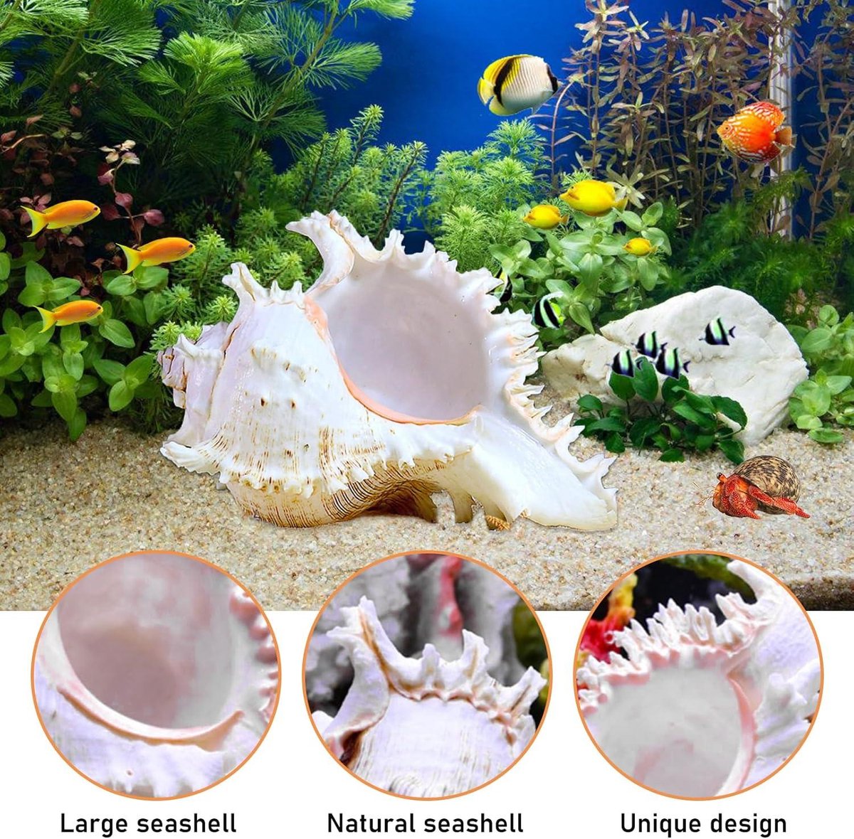 thumbnail: Natuurlijke Schelpen Groot - 16-18 Cm - Sint-Jakobsschelpen Voor Knutselen & Decoratie