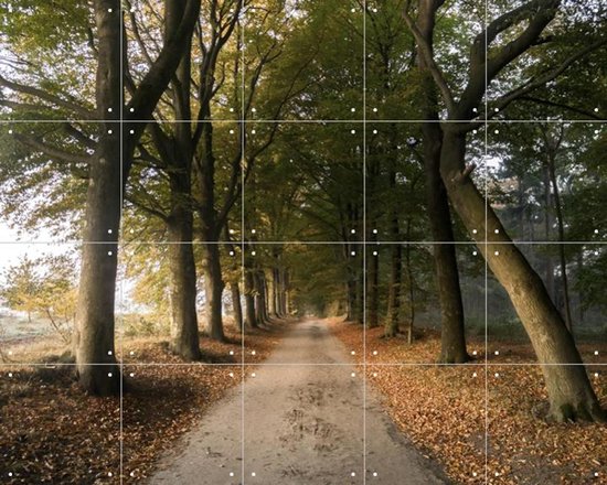 IXXI Autumn Forest Lane, Claire Droppert - 100 x 80 cm - Gratis ophangtool - Grote wanddecoratie en posters - Realisme, Fotografie, Naturalisme