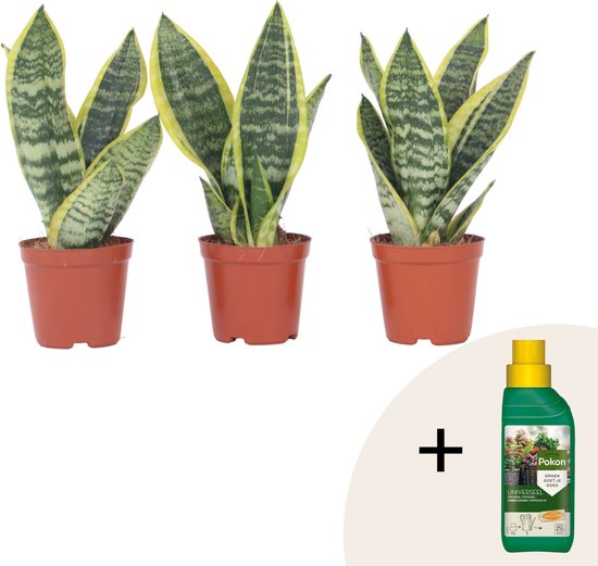 Plant In A Box Sansevieria Laurentii Set Van 3 Pokon Makkelijke Kamerplant Vrouwentong Pot 12cm Hoogte 30 40cm 1639484695