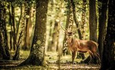 Fotobehang - Vlies Behang - Hert in het Bos - 312 x 219 cm