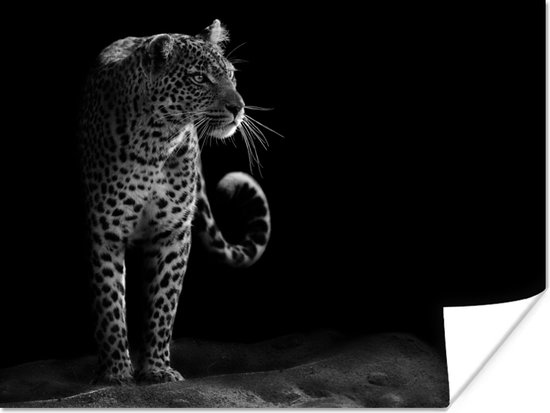 Poster Animaux sauvages - Léopard - Nature - Zwart - Wit - 160x120 cm XXL