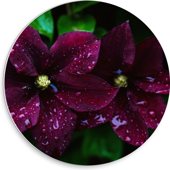 PVC Schuimplaat Muurcirkel - Donker Paarse Clematis Bloemen met Waterdruppels erop - 30x30 cm Foto op Muurcirkel (met ophangsysteem)