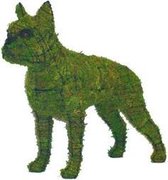 Tuinbeeld -  Hond Boston Terrier - Mos