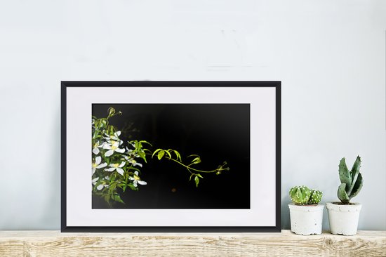 Photo en cadre - Une branche rampante de clématite blanche sur fond noir Cadre photo noir avec passe-partout blanc, moyen 60x40 cm - Affiche sous cadre (Décoration murale salon / chambre)