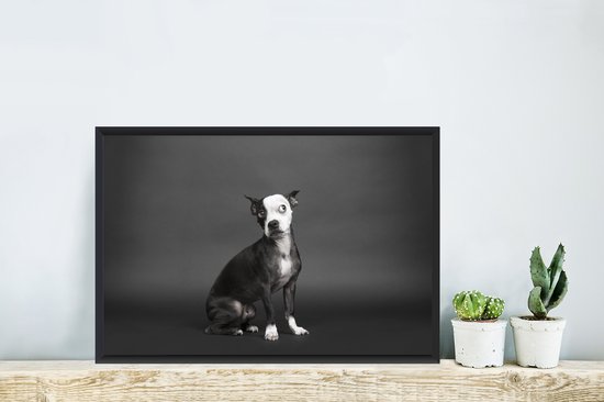 Photo dans le cadre - chien de couleur Zwart sur noir cadre photo fond noir sans monture 60x40 cm - affiche dans le cadre Décoration murale salon / chambre à coucher)