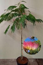 Jonge Perzische Slaapboom | Albizia julibrissin 'Ombrella' | 100-150cm hoogte