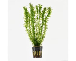 Moerings Elodea Densa | Waterpest | in 5 cm pot