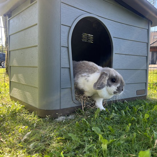 Grijs konijnenhok met een grijs-wit konijn dat uit de deuropening stapt op een grasveld.
