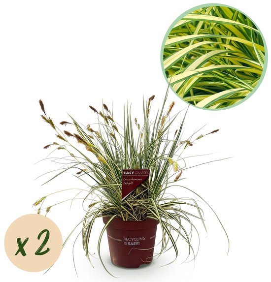 Zegge / Carex evergold
