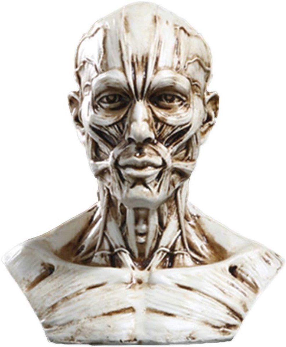 Menselijk Anatomie Model - Mini Schedel Hoofd Spier Bot 10x8.5 cm