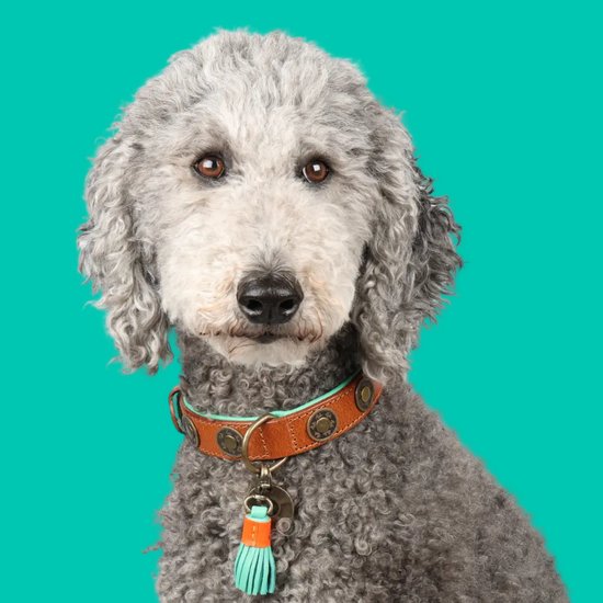 Collier Dwam Marron Urbain 25-31x2.0 cm