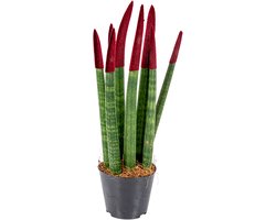 Bloomique - Sansevieria Velvet Touch - Vrouwentong - Kamerplanten - Luchtzuiverend - Zeer Gemakkelijk te Verzorgen - Hoogte 20-30 cm - Pot 9 cm