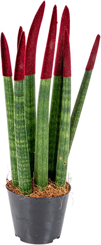 Bloomique - Sansevieria Velvet Touch - Vrouwentong - Kamerplanten - Luchtzuiverend - Zeer Gemakkelijk te Verzorgen - Hoogte 20-30 cm - Pot 9 cm