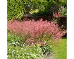 Bloomique - Set van 6 - Heuchera Sanguinea Splendens - Purperklokje - Tuinplanten - Winterhard - Diervriendelijk - Hoogte 10-20 cm - Pot 9x9 cm
