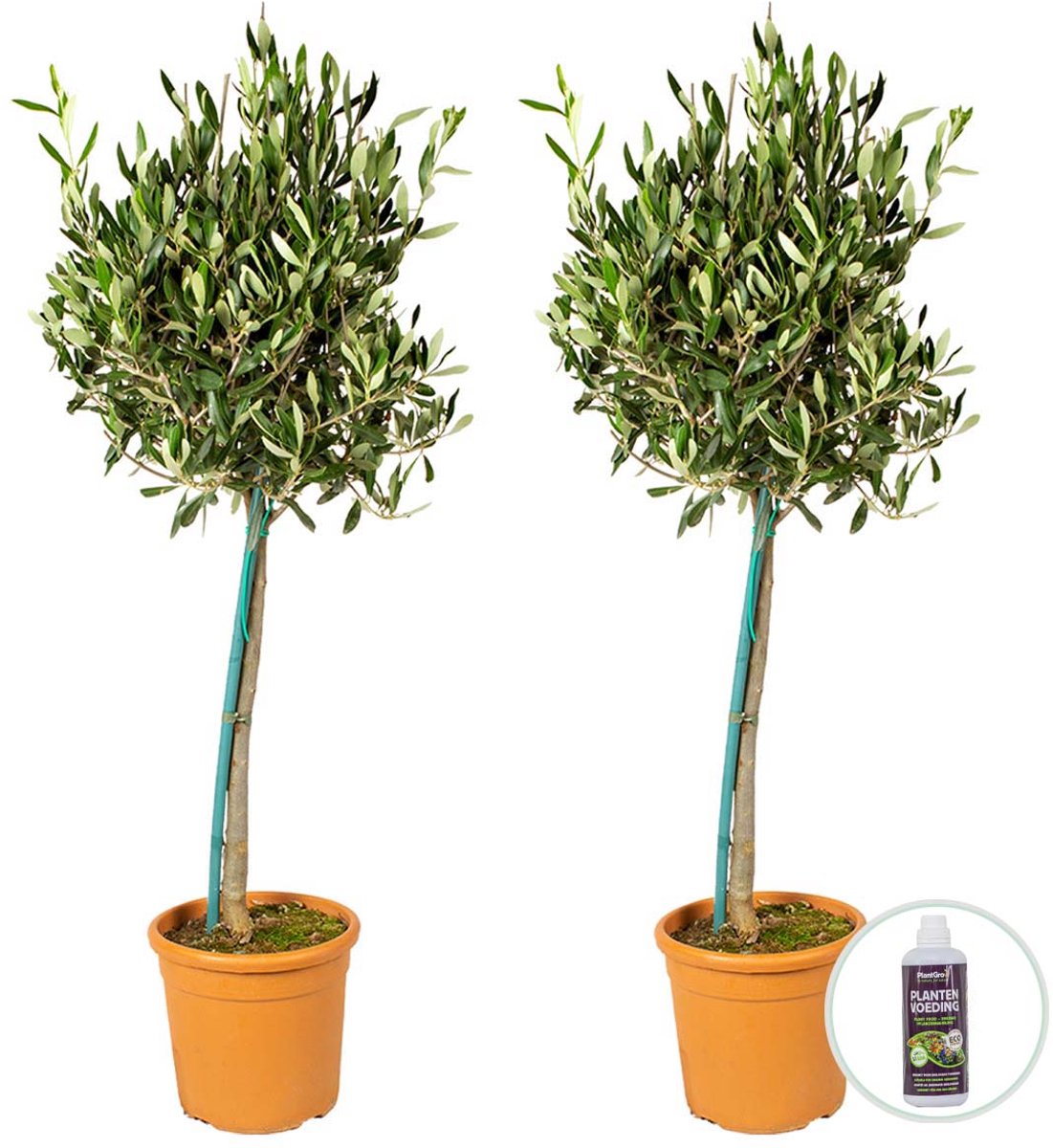 Bloomique - Set van 2 - Olea Europaea - Olijfboom op Stam - Tuinplanten - Winterhard - Inclusief Plantenvoeding - Hoogte 80-100 cm - Pot 19 cm - incl. Plantenvoeding
