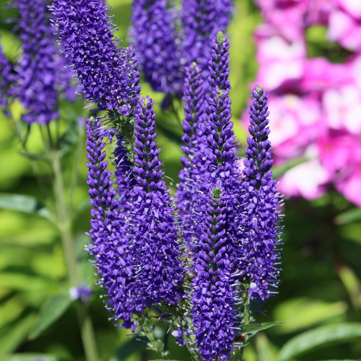 Bloomique - Set van 3 - Veronica Spicata - Ereprijs - Tuinplanten - Winterhard - Hoogte 10-20 cm - Pot 9x9 cm