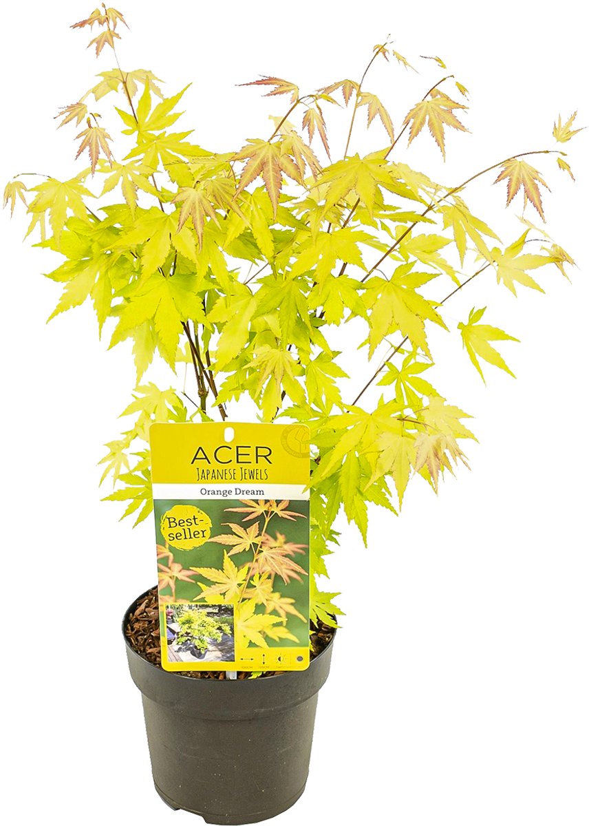 Bloomique - Acer Palmatum Orange Dream - Japanse Esdoorn - Oranje Blad - Tuinplanten - Winterhard - Hoogte 40-50 cm - Pot 15 cm
