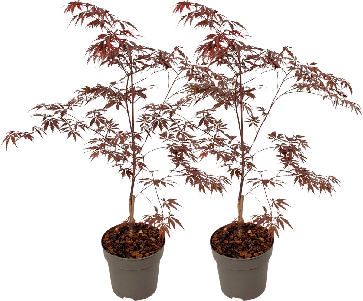 Plant in a Box - Japanse esdoorn 'Black Lace' - Set van 2 - Japanse esdoorn winterhard Limited Edition - Pot 19cm - Hoogte 60-70cm