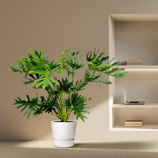 Philodendron Selloum - 130 cm - Ø24