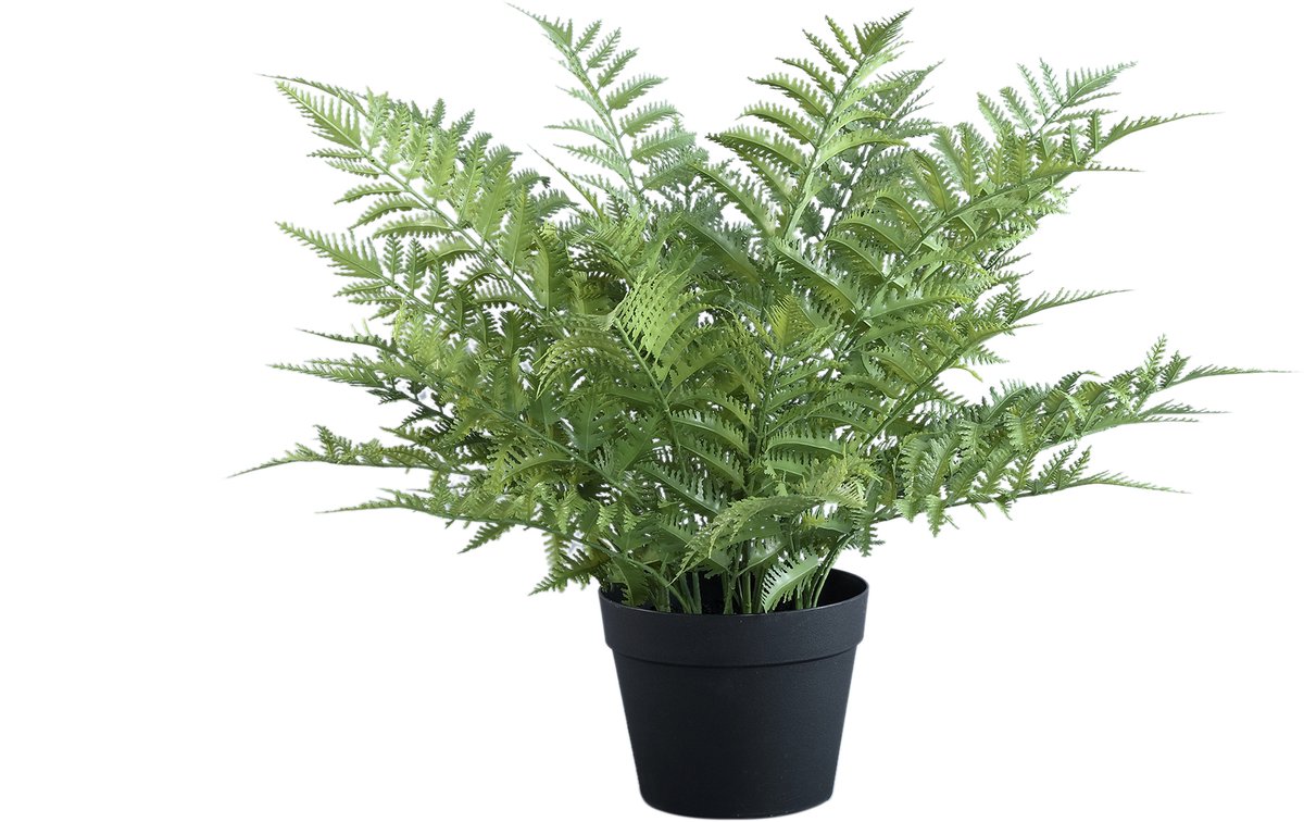 PTMD Fern Plant Green Fern In Black Pot Groen