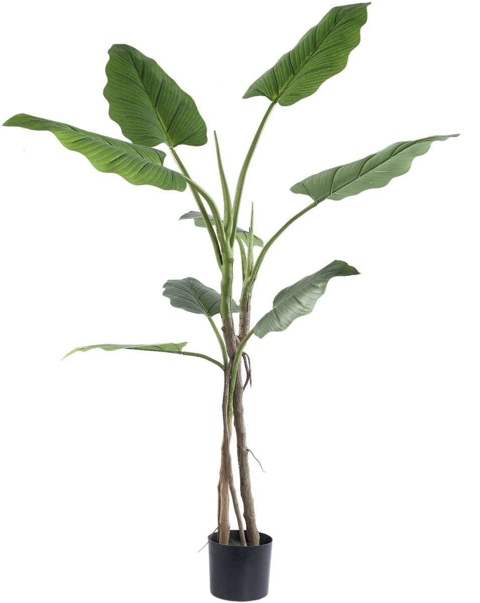 PTMD Leaves Plant Green Big Philodendron In Black Pot Groen