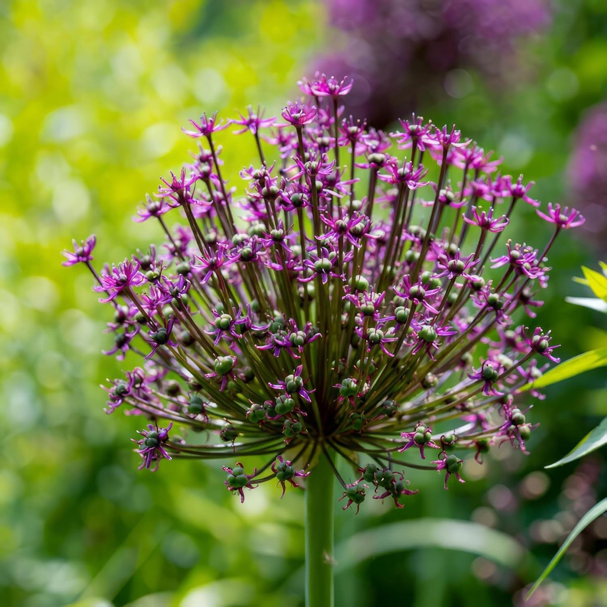 Allium Bloembollen Winterhard - Sierui - Miami - 5 stuks - Paars - Bloem bollen - Mix Meerjarig