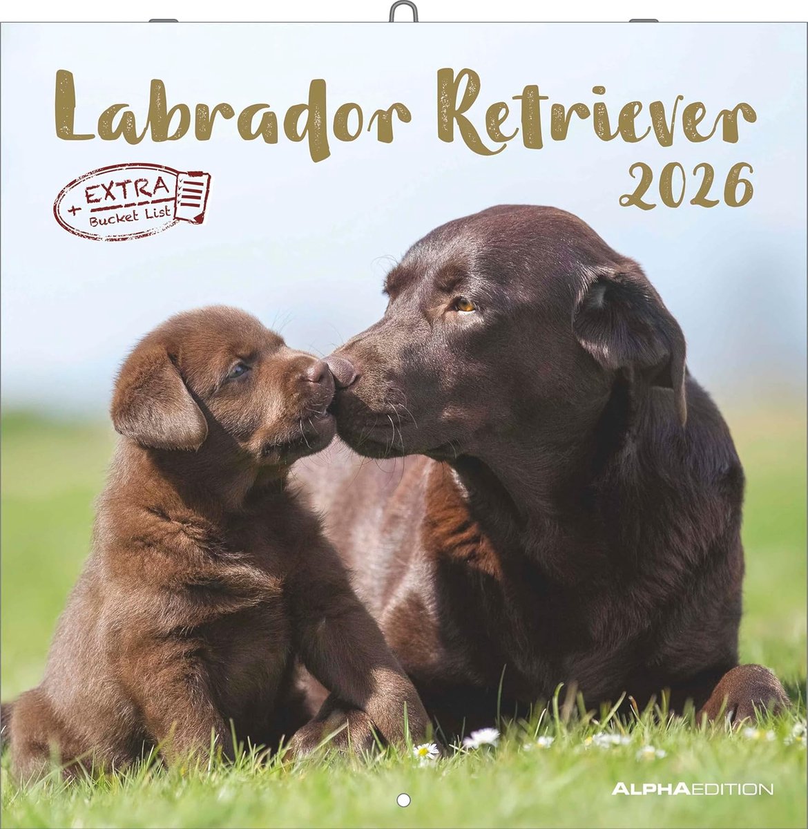SnelShoppen - Labrador Retriever Kalender 2026 – Wandkalender 30x30 cm – Voor Hondeliefhebbers – 12 Adembenemende Labrador Foto's, Ruimte voor Notitie