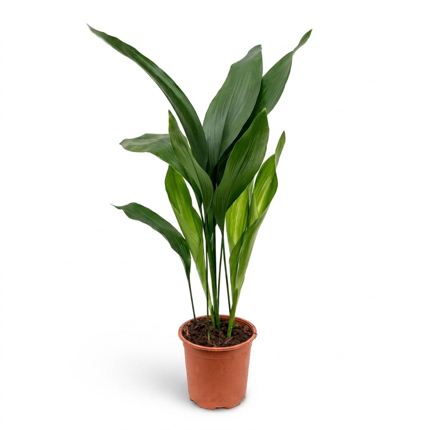 Bloomique - Aspidistra Elatior - IJzerplant - Bladplant - Kamerplanten - Ook voor donkere plekken - Huisdiervriendelijk - Gemakkelijk in onderhoud - Hoogte 45-50 cm - Pot 13 cm