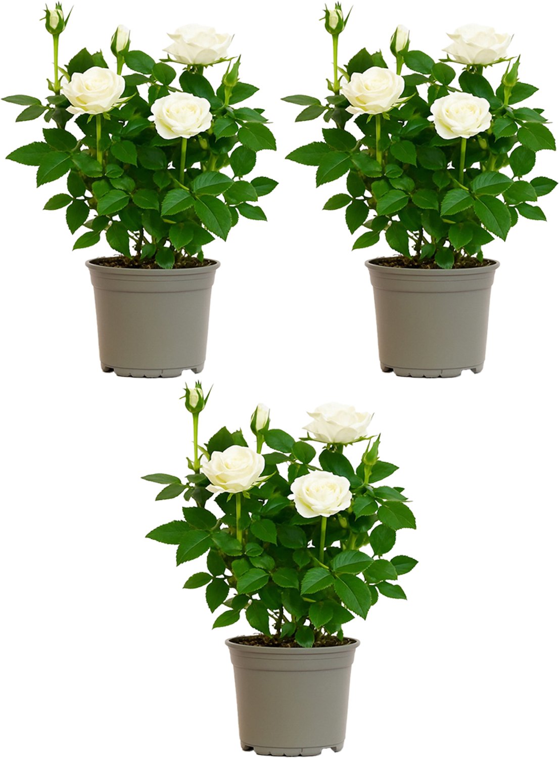 Bloomique - Set van 3 - Rosa Alaska Star - Potroos - Wit - Geschikt voor zowel binnen als buiten - Kamerplanten - Tuinplanten - Terrasplanten - Winterhard - 20-30 cm hoog - 12 cm pot