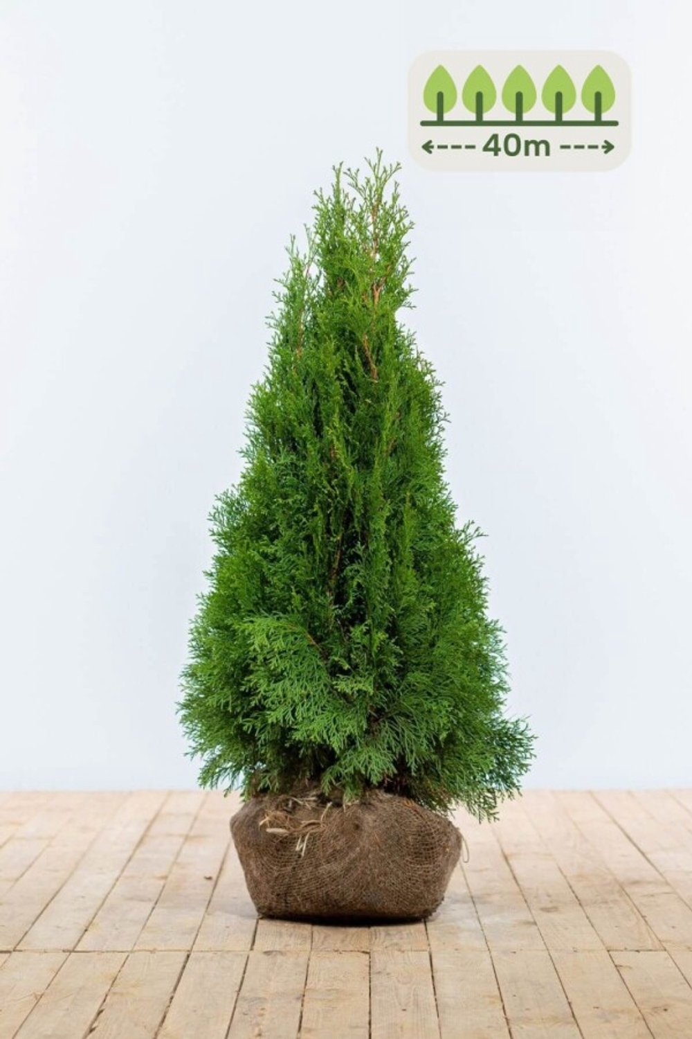 Thuja 'Smaragd' 80-100 cm voor 40 meter - 120st. Thuja occidentalis 'Smaragd'