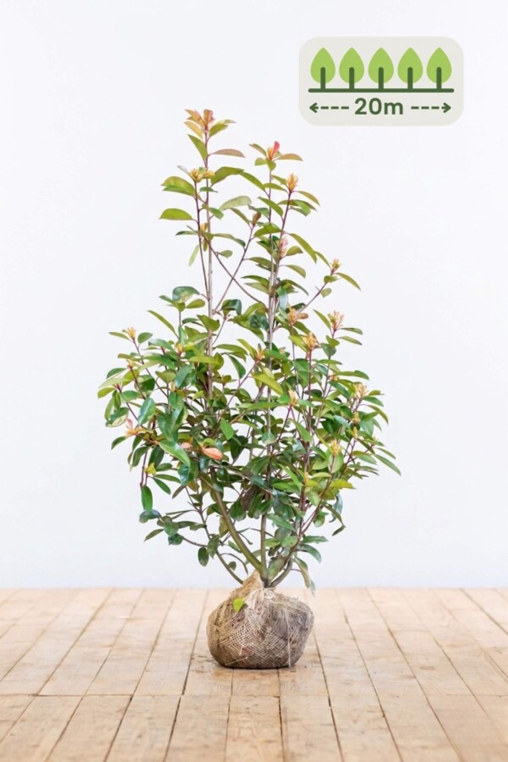 Photinia fraseri 'Red Robin' 100-125 cm voor 20 meter - 50st. Photinia fraseri 'Red Robin'