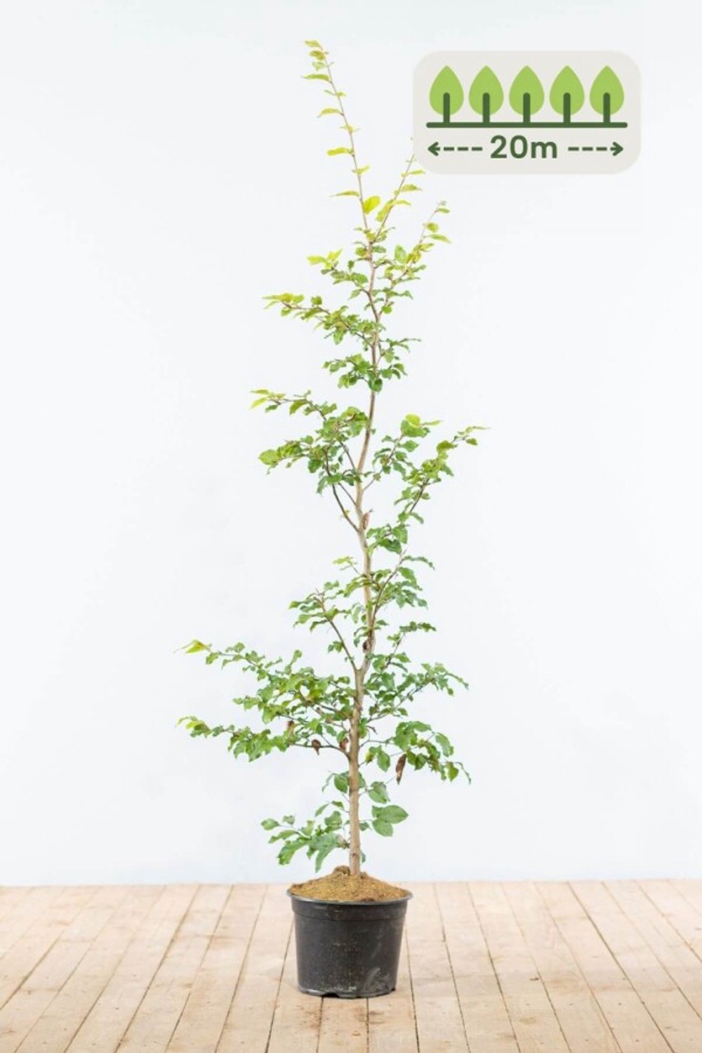 Groene Beuk 125-150 cm voor 20 meter - 80st. Fagus sylvatica