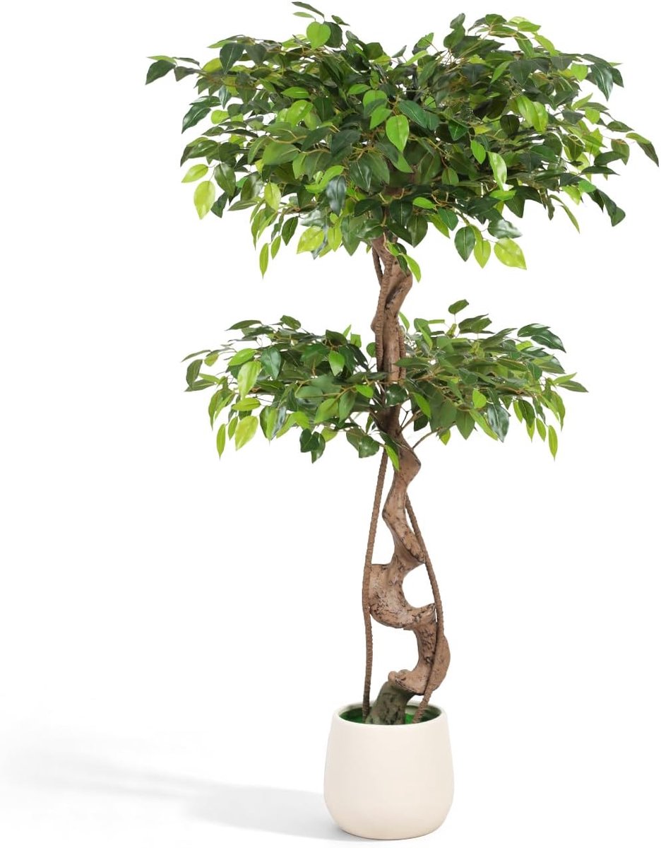 120 cm berkenvijg met tweetraps kroon in witte pot