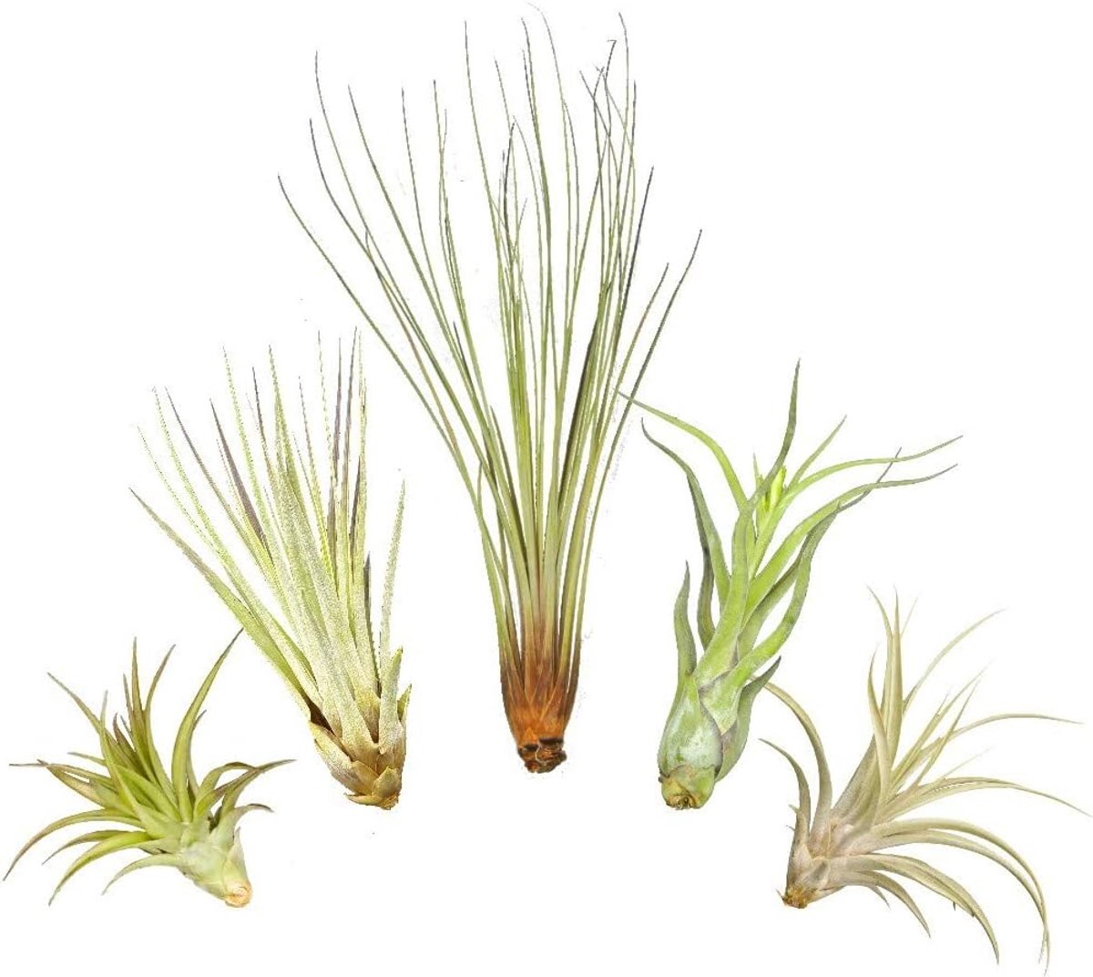 5-delige XL set, met elk een Tillandsia juncea, een T. captitata, een T. abdita, een T. caput medusae en een T. fasciculata