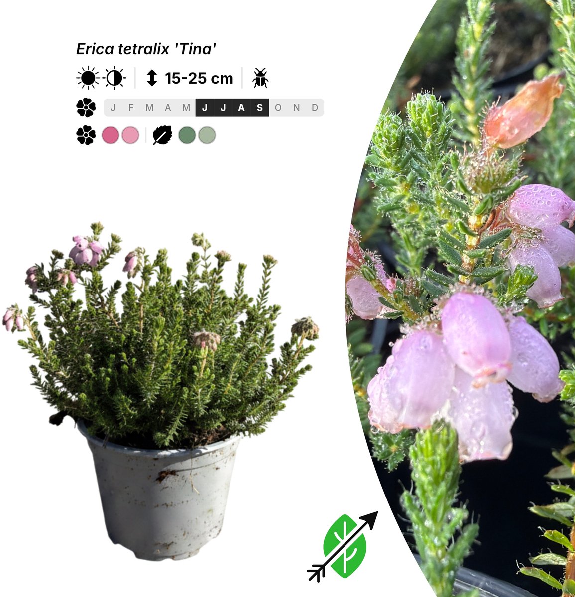 Singleplants - 6x Erica tetralix 'Tina' - Pot P10,5 - bodembedekker - winterhard tot -20°C