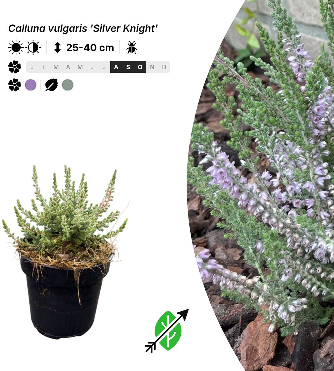 Singleplants - 10x Calluna vulgaris 'Silver Knight' - Pot P9,5 - bodembedekker - in bloeiperiode