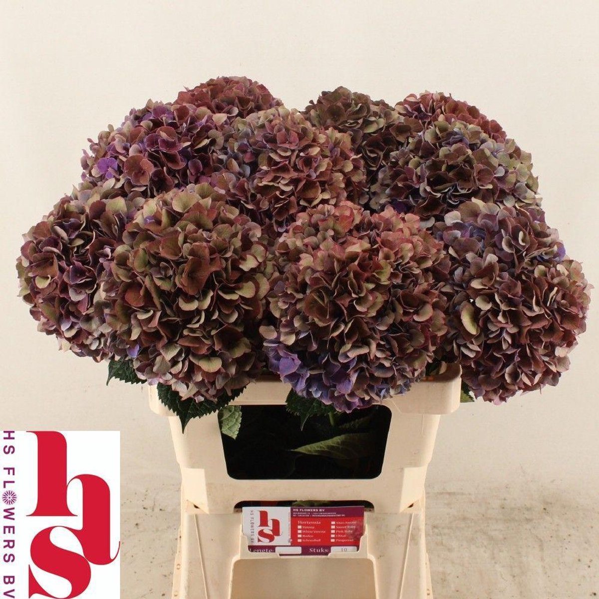 10x Hydr.mag.pink ruby classic 60cm