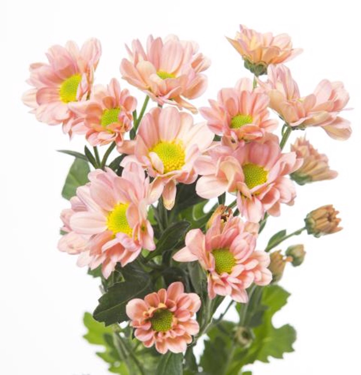 25x Chrysant san.rossi smokey 50cm