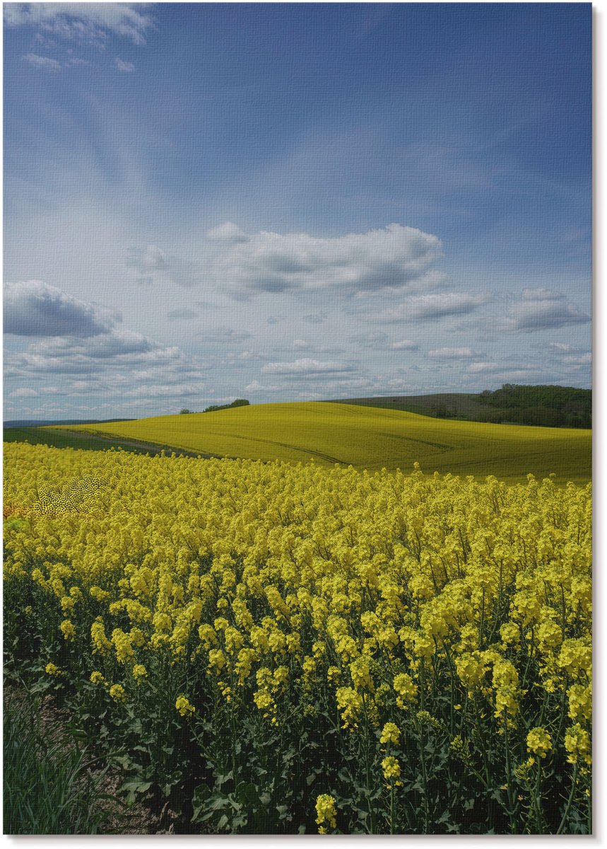 Tulup Canvas Poster Polycanvas - Koolzaadvelden, Fotografie - A4 - Geel Decoratie - Rechthoek - Wandkunst - Woonkamer, Slaapkamer, Kantoor - Klassiek