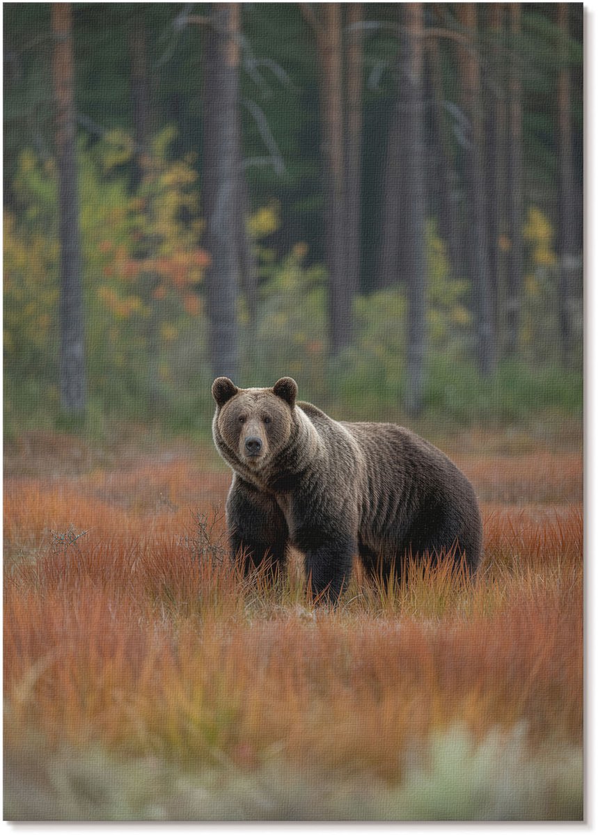Tulup Polycanvas Wandposter - Beer In Het Bos, Fotografie - A4 - Bruin Poster - Rechthoek - Wandkunstwerk - Woonkamer, Slaapkamer, Kantoor - Klassiek