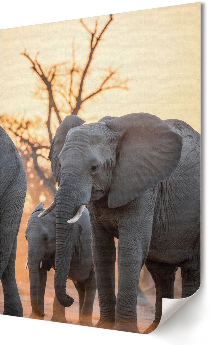 Coloray Polycanvas Wandposter - Afrikaanse Olifanten, Fotografie - 594 x 840 - Grijs Illustratie - Rechthoek - Canvasposter - Woonkamer - Modern