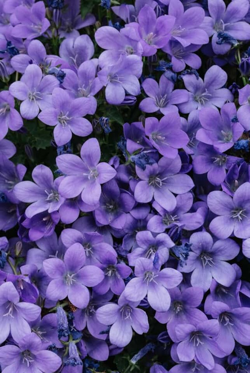 Flores Moradas: Cuaderno con líneas y diseño natural