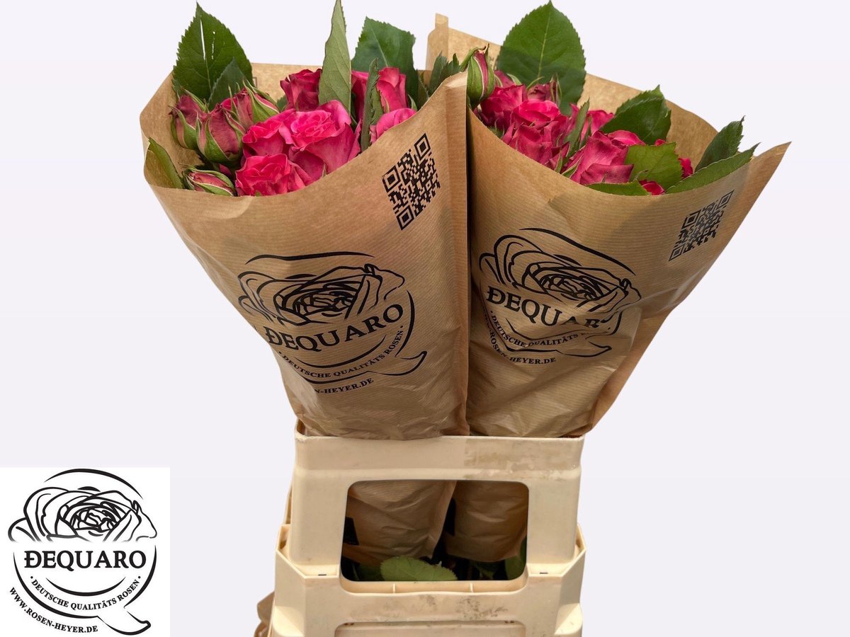 10x Rosa ashley 60cm