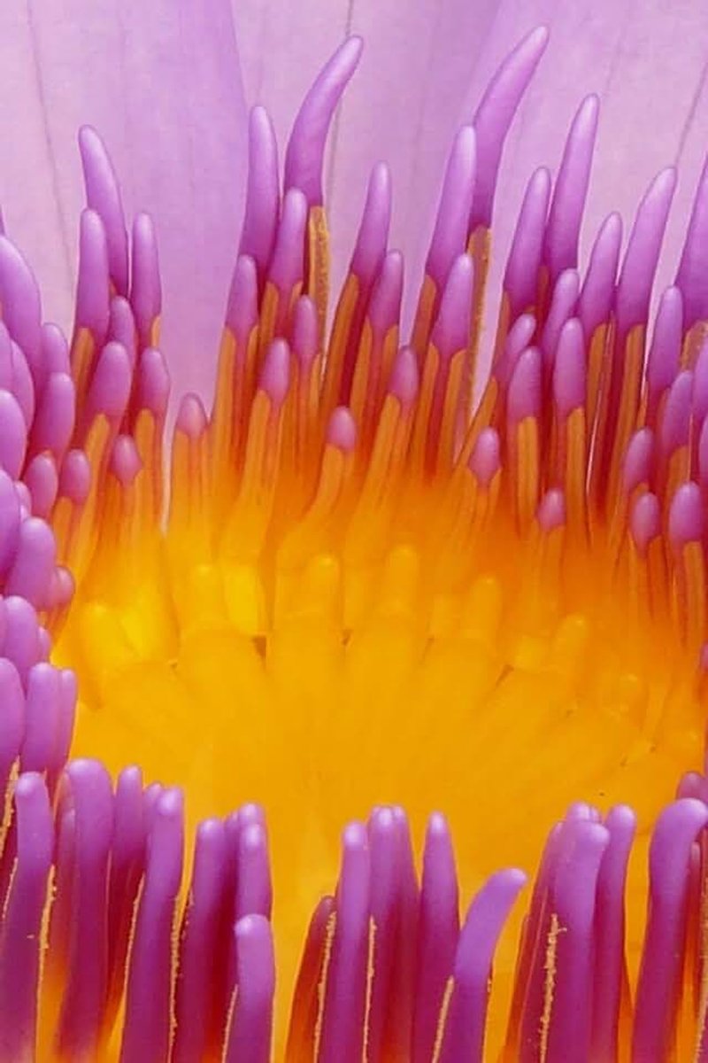 Lined Cute Water Lily Journal: 150 page lined journal