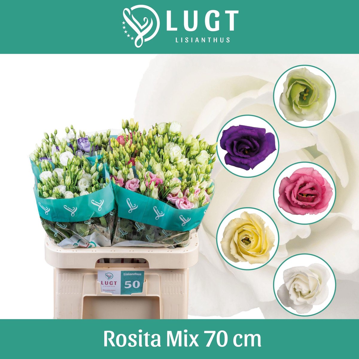 50x Eust.mix var.du 70cm