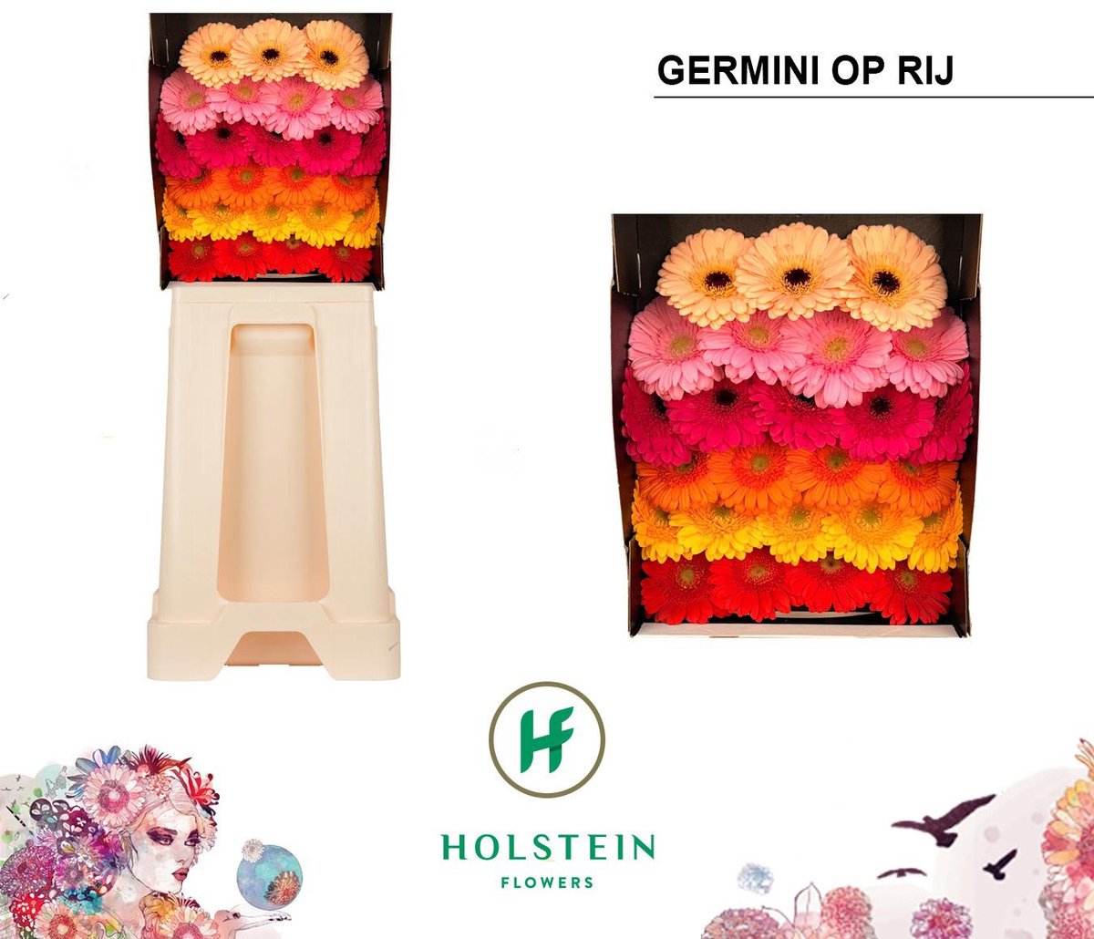 25x Germ.mix var.op rij 70cm