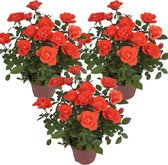 Bloomique - Set van 3 - Potroos Oranje - Geschikt voor zowel binnen als buiten - Kamerplanten - Tuinplanten - Terrasplanten - Winterhard - Hoogte 20-30 cm - Pot 12 cm