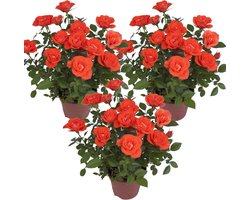 Bloomique - Set van 3 - Potroos Oranje - Geschikt voor zowel binnen als buiten - Kamerplanten - Tuinplanten - Terrasplanten - Winterhard - Hoogte 20-30 cm - Pot 12 cm