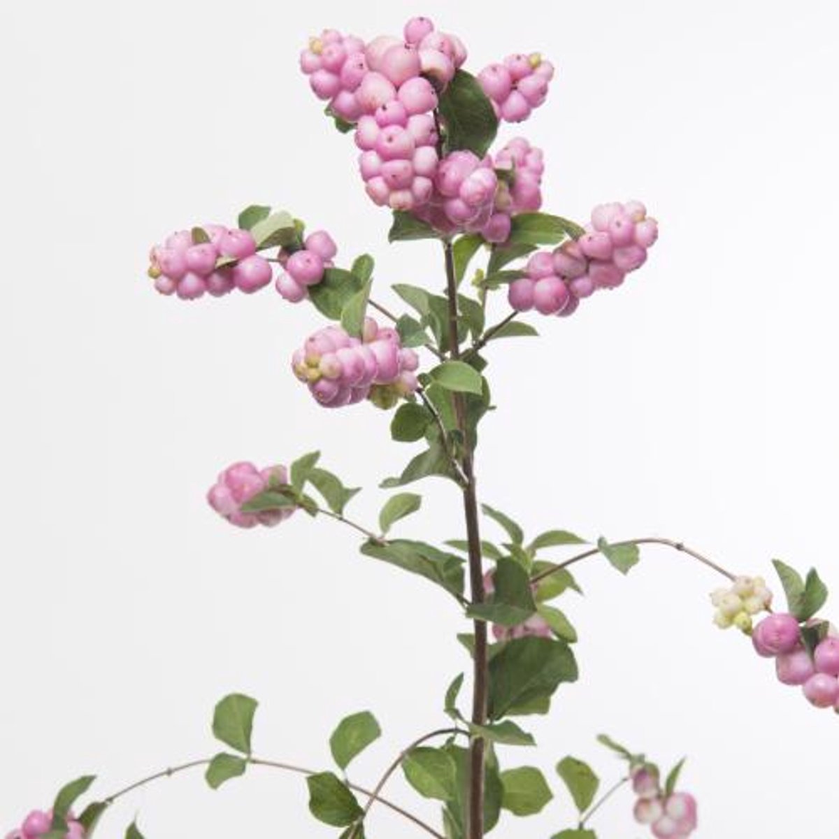 10x Symphor.magical pride 60cm
