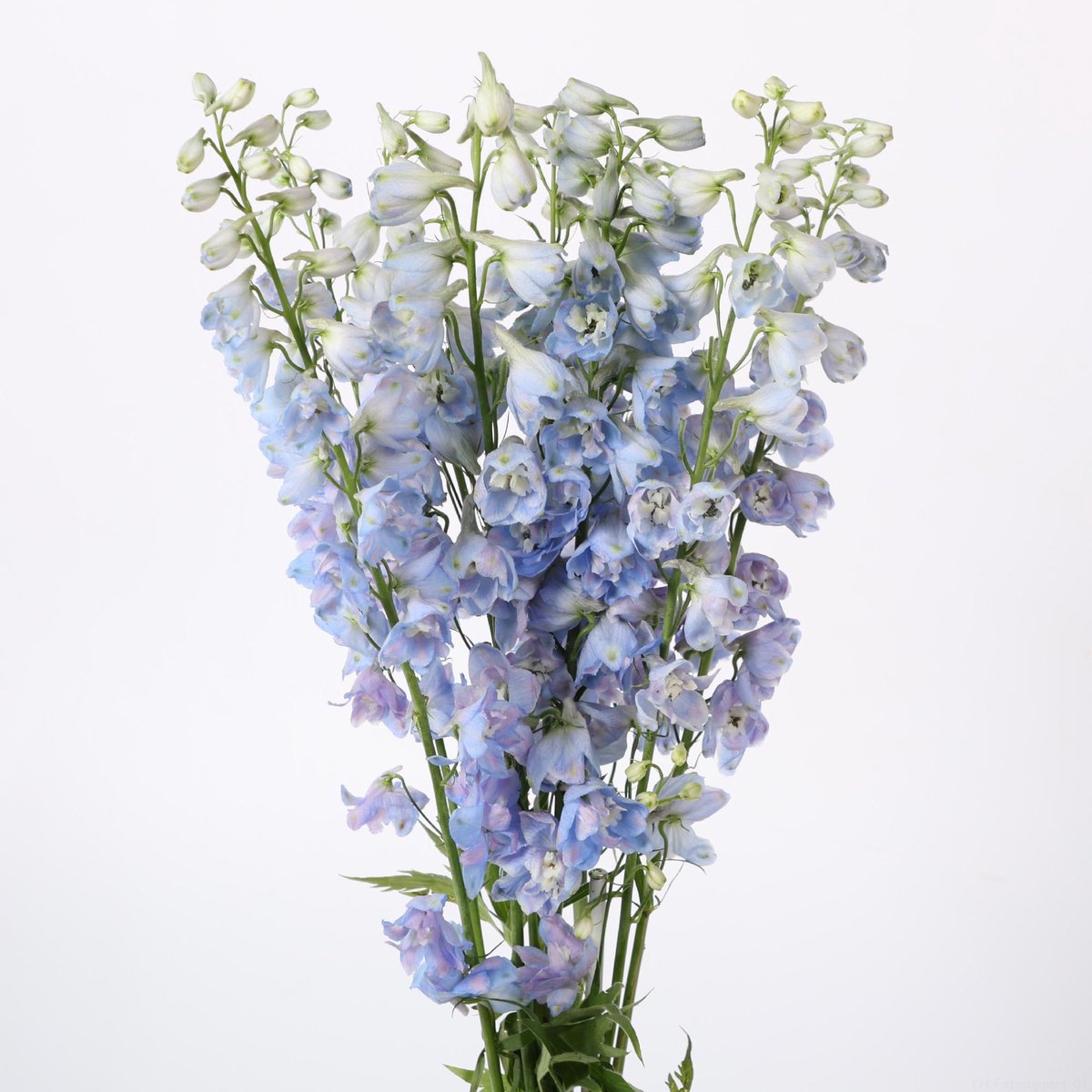 10x Delph.skyblue whitebee du 60cm